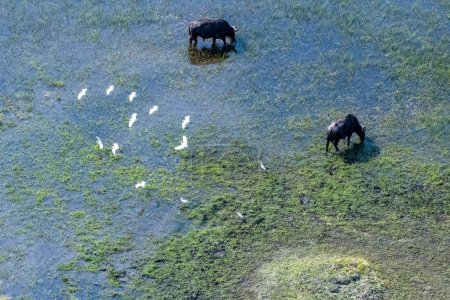 Téléchargez les photos : Téléobjectif arial d'un caféier du syndrome du buffle africain broutant dans les zones humides du delta de l'Okavango, au Botswana, tandis qu'un troupeau de grande aigrette blanche - Ardea alba- vole au-dessus. - en image libre de droit