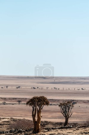 Téléchargez les photos : Vue sur le point de vue du col de Kuiseb en Namibie, une région qui ressemble fortement à un paysage lunaire. - en image libre de droit