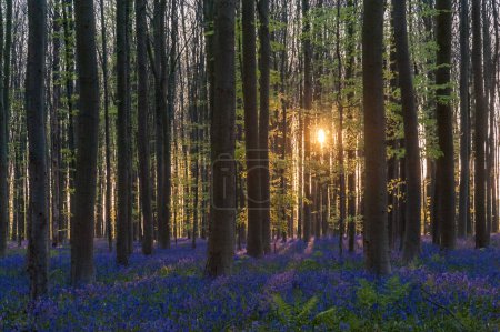 Téléchargez les photos : Le soleil levant illuminant un parterre de bluebells dans les Hallerbos, tôt le matin du printemps
. - en image libre de droit