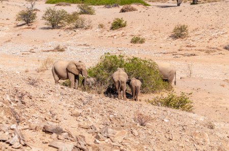 Téléchargez les photos : Détail d'un troupeau d'éléphants du désert dans le nord de la Namibie. - en image libre de droit