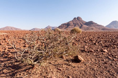 Téléchargez les photos : Paysage du désert namibien par un après-midi d'hiver ensoleillé. - en image libre de droit