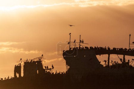 Téléchargez les photos : Silhoutte of the SS Palo Alto near sunset, an old World War II shipwreck off the coast of Aptos, Californa - en image libre de droit