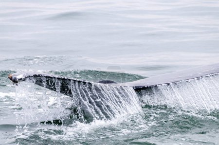 Foto de Aleta de cola de una ballena en superficie, en Walvis Bay, Namibia. - Imagen libre de derechos