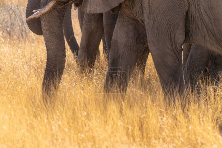 Foto de Los troncos y patas delanteras de un grupo de elefantes africanos que comen hierbas en el Parque Nacional Etosha, Namibia. - Imagen libre de derechos