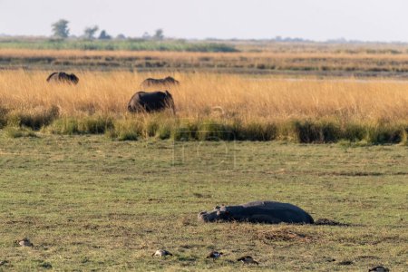 Téléchargez les photos : Téléobjectif d'un hippopotame reposant sur la terre ferme dans un parc national de chobe, Botswana. - en image libre de droit