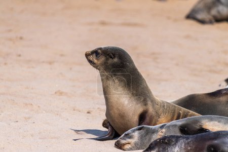 Foto de Detalle de la colonia de focas en Cape Cross, frente a la costa esquelética de Namibia. - Imagen libre de derechos