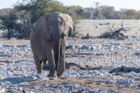 Foto de Telefoto de un elefante africano Loxodonta Africana- acercándose a un pozo de agua en el Parque Nacional Etosha, Namibia. - Imagen libre de derechos
