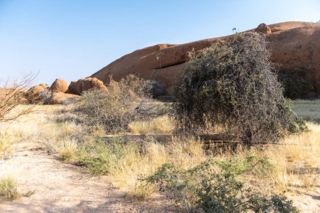 Foto de Un paisaje desértico relativamente verde cerca de Spitzkoppe, un hito famoso en Namibia. - Imagen libre de derechos