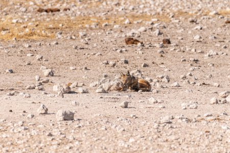 Téléchargez les photos : Un Jackal Canis Adustus à rayures latérales se reposant dans le parc national d'Etosha, en Namibie, autour du coucher du soleil. - en image libre de droit