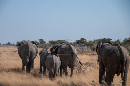 Téléchargez les photos : Un troupeau d'éléphant d'Afrique Loxodonta Africana- paître dans les plaines du parc national d'Etosha, en Namibie. - en image libre de droit