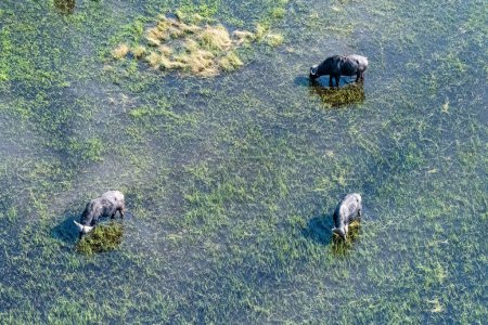 Photo for Aerial shot of a group of buffaloes grazing in the Okavango delta. - Royalty Free Image