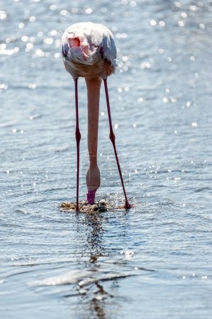 Téléchargez les photos : Flamants roses - Phoenicopterus roseu- le long des rives de Walvis Bay, Namibie. - en image libre de droit