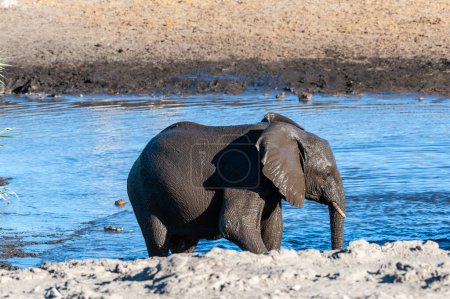 An African Elephant -Loxodonta Africana- emerging from a waterhole in Etosha National Park, Namibia, after having taken a bath.