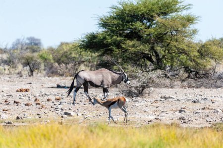ein oryx - oryx gazelle- kreuzt pfade mit einer impala gruppe im etosha nationalpark, namibia