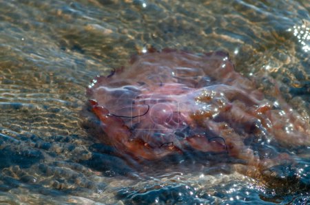 Photo for Closeup of a Jellyfish along the shores of Walvis Bay, Namibia. - Royalty Free Image
