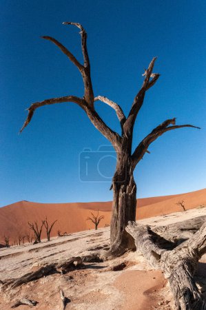 Foto de Landscape shot of the iconic dead trees of the Namibian deadvlei area. - Imagen libre de derechos