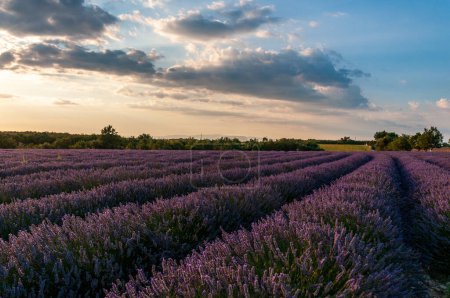 Photo for Detail of a lavender field in the Southern French Provence, on a sunny summer afternoon. - Royalty Free Image