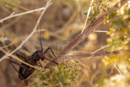 Téléchargez les photos : Détail d'un criquet blindé africain Acanthoplus discoidalis- Spitzkoppe soigné, dans le désert namibien. - en image libre de droit