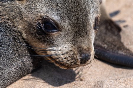Téléchargez les photos : Détail de la colonie de phoques à Cape Cross, au large de la côte squelette de Namibie. - en image libre de droit