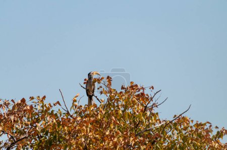 Foto de A Southern yellow-billed hornbill -Tockus leucomelas- sitting on a branch of a tree - Imagen libre de derechos