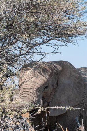 Photo for Extreme closeup of one giant African Elephant -Loxodonta Africana- grazing on the plains of Etosha National Park, Namibia. - Royalty Free Image
