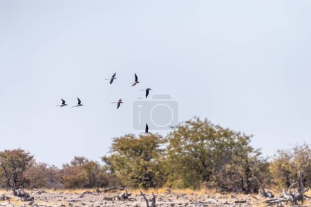 Téléobjectif d'échasses à ailes noires - Himantopus Himantopus - dans le delta de l'Okavango, Botswana.