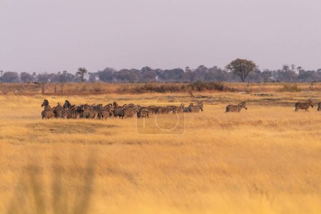 Foto de Telefoto filmado de una gran manada de cebras de las llanuras de Burchells, Equus quagga burchelli, corriendo en las tierras secas del delta del Okavango, Botswana. - Imagen libre de derechos