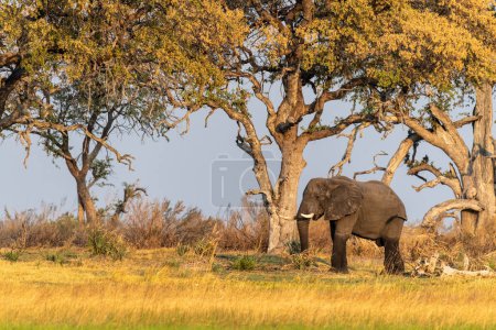Téléchargez les photos : Téléphoto d'un éléphant d'Afrique Loxodonta Africana- pâturage sur les rives de la rivière Okavango, dans le delta de l'Okavango, Botswana, vers le coucher du soleil. - en image libre de droit