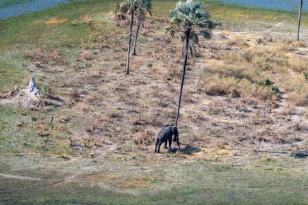 Aerial Telephoto shot of an African Elephant standing close to a palm tree, about to rub its head against it. Okavango Delta, Botswana.