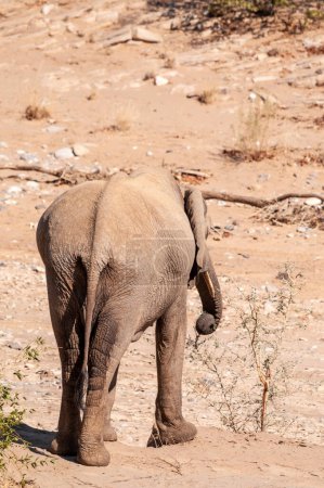 Foto de Telefoto de un elefante del desierto en el norte de Namibia. - Imagen libre de derechos