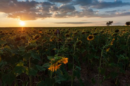 Téléchargez les photos : Exterior shot of a field of sunflowers in the french provence, on a beautiful summer evening, around sunset. - en image libre de droit