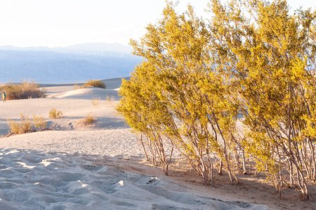 Puesta de sol cerca de las dunas de arena plana en el Parque Nacional Death Valley, California.