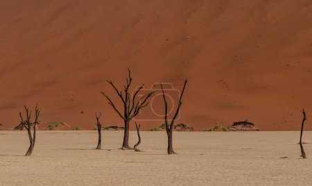 Foto de Visión general de los árboles muertos petrificados en el área de Deadvlei de Namibia - Imagen libre de derechos