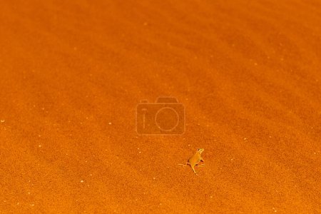 Primer plano de una lagartija de hocico pala - Meroles anchietae- en la arena roja de las dunas de Sossusvlei en Namibia.