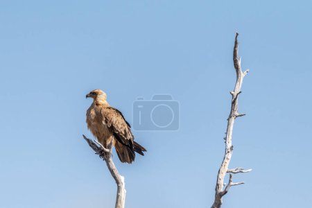 Gros plan d'un aigle fauve - Aquila rapax- assis au sommet d'un arbre dans le parc national d'Etosha, en Namibie.