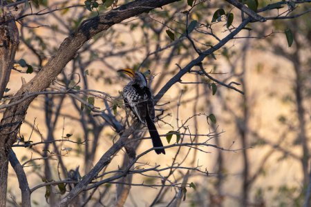 A Southern yellow-billed hornbill -Tockus leucomelas- sitting on a branch of a tree