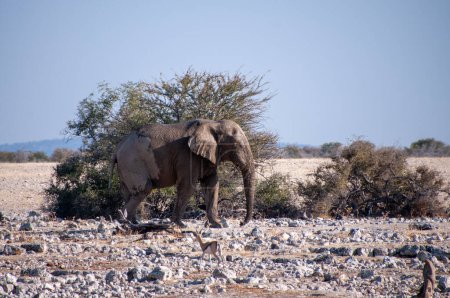 Téléchargez les photos : Téléobjectif d'un éléphant d'Afrique géant Loxodonta Africana approchant d'un trou d'eau dans les plaines du parc national d'Etosha, Namibie. - en image libre de droit