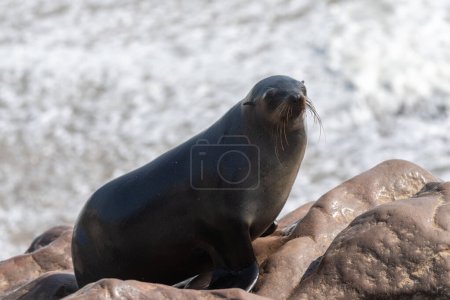 Focas del Cabo - Arctocephalus pusillus- en la playa de la colonia Cape Cross Seal, a lo largo de la costa esquelética de Namibia