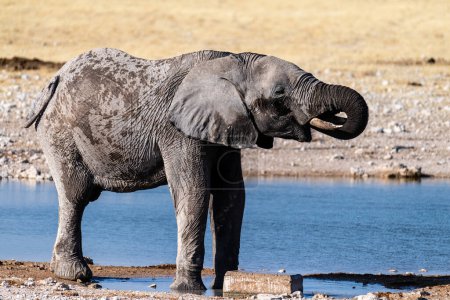 Téléchargez les photos : Telephoto shot of one giant African Elephant -Loxodonta Africana- driking from a waterhole in Etosha National Park, Namibia. - en image libre de droit