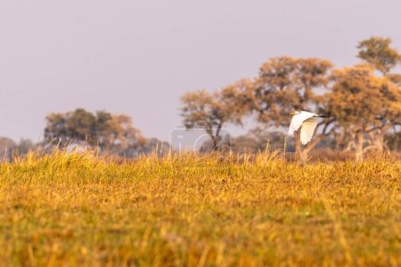 Téléchargez les photos : Téléobjectif d'une grande aigrette blanche - Ardea alba- en vol au-dessus du delta de l'Okavango, Botswana. - en image libre de droit