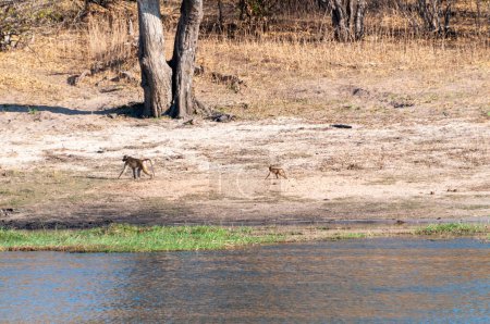 Ein Chacma-Pavian, Papio ursinus, Baby mit seiner Mutter am Ufer des Chobe-Flusses, Chobe-Nationalpark, Botswana.