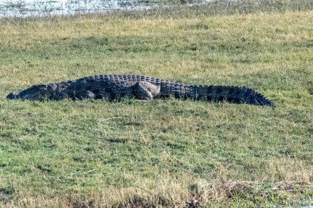 Téléchargez les photos : Téléobjectif d'un crocodile nile - Crocodylus niloticus - reposant sur les rives de la rivière Chobe au Botswana. - en image libre de droit