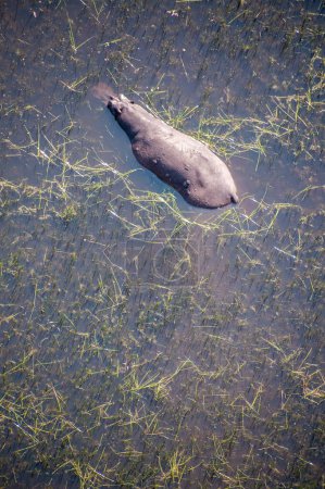 Luftaufnahme eines Nilpferdes, das in den Okavango-Delta-Feuchtgebieten in Botswana unter Wasser steht.