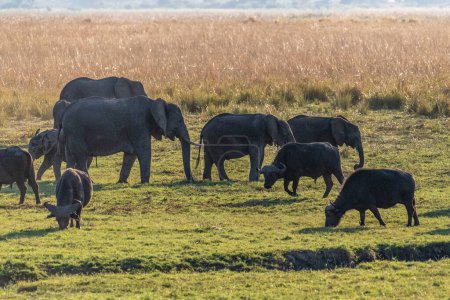 Téléchargez les photos : Téléobjectif d'un troupeau d'éléphants d'Afrique se nourrissant sur les rives de la rivière Chobe, Botswana. - en image libre de droit