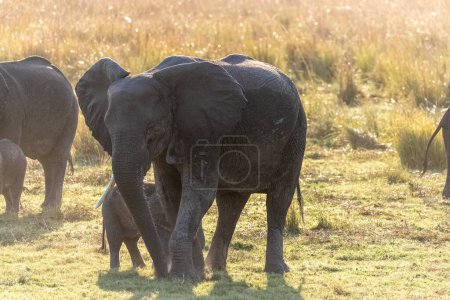 Téléchargez les photos : Téléobjectif d'une éléphante africaine et de son veau marchant sur les rives de la rivière Chobe, au Botswana. - en image libre de droit
