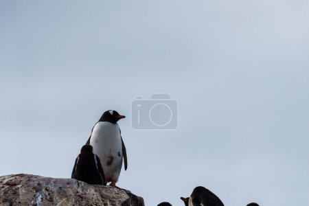 Téléchargez les photos : Gros plan d'un Pingouin-Pygoscelis papua- debout sur la côte rocheuse de l'île Trinity, dans la péninsule Antarctique - en image libre de droit
