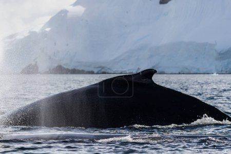 Foto de Primer plano de la espalda y la aleta dorsal de una ballena jorobada de buceo Megaptera novaeangliae. Imagen tomada en el pasaje de Graham, cerca de la bahía de Charlotte, Península Antártica - Imagen libre de derechos