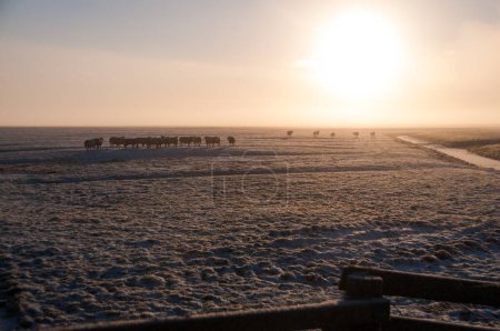 A stunning sunrise on a beautiful winter morning, set in a snow-covered landscape, near the Frisian Town of Wanswert.