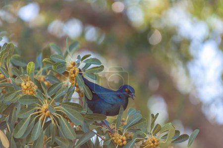 Photo for Telephoto of a pale-winged starling - Onychognathus nabouroup- sitting in a tree in Namibia. - Royalty Free Image