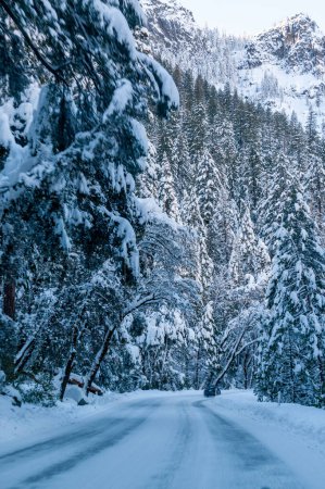 Foto de Un paisaje invernal cubierto de nieve a lo largo de la carretera desde el valle de Yosemite hasta Mariposa Grove. - Imagen libre de derechos